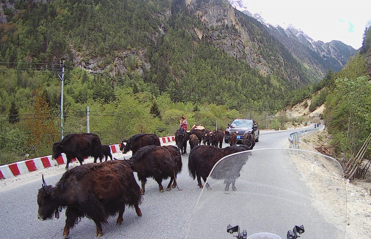 There are yaks everywhere along the road and you must be prepared to stop at any time.