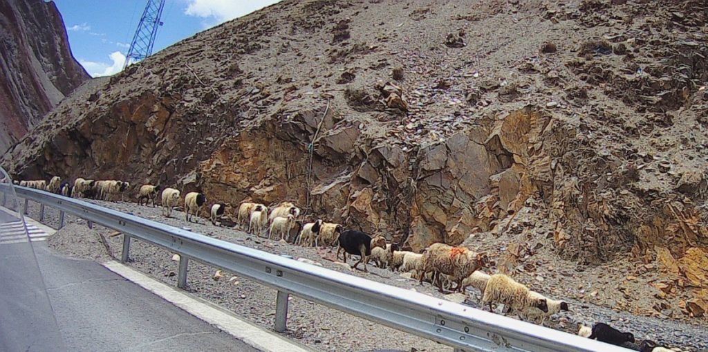 Sheep and rocks.