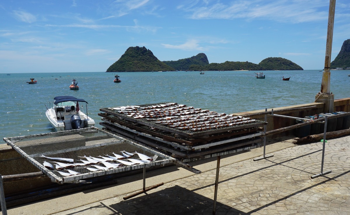 The morning catch laid to dry in the hot sun.