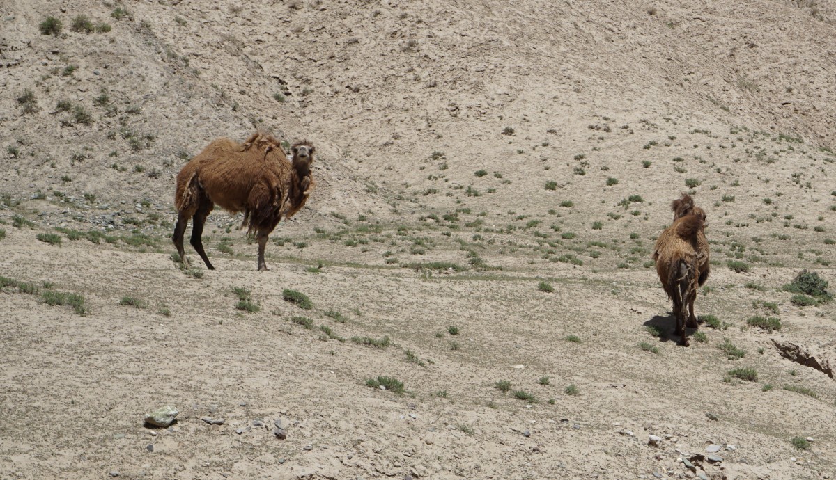 Camels in China? Oh yes! I was told the people here come from eastern Turkey originally and they brought camels.