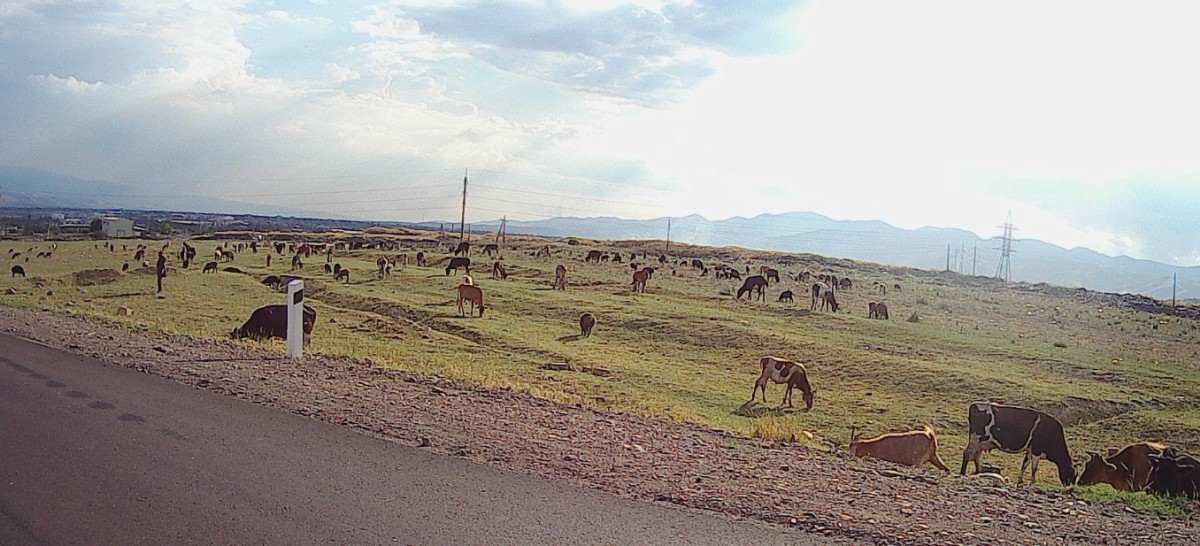 Grazing cattle.