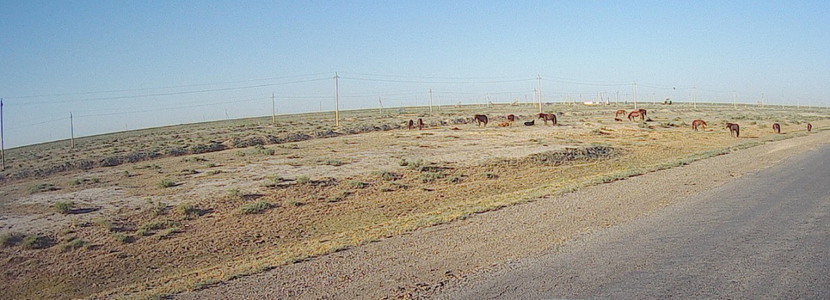 Lots of free running horses along the road.