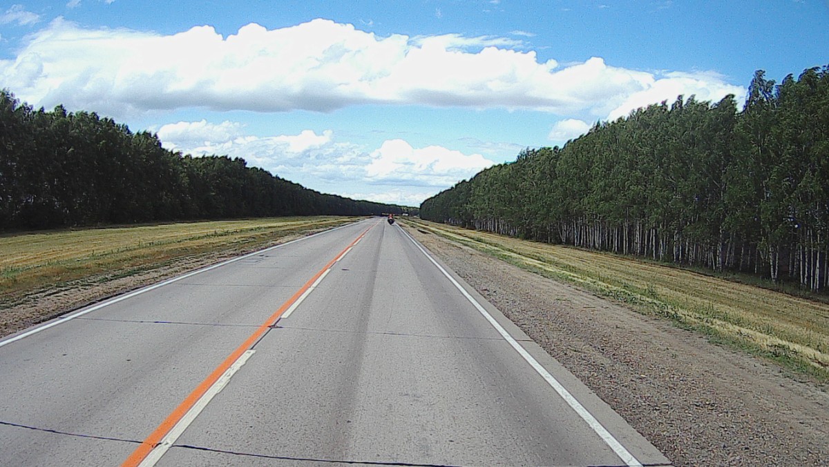 Birch trees planted on both sides of the road to stop the crosswind.