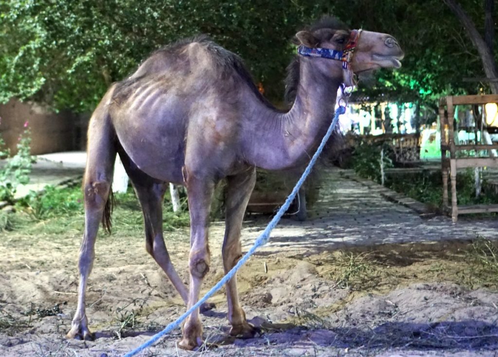There were a couple of camels inside the area. A bit scraggly?